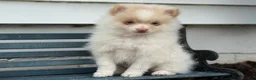 Pomeranian dogs for sale: Wilder - Ad 2