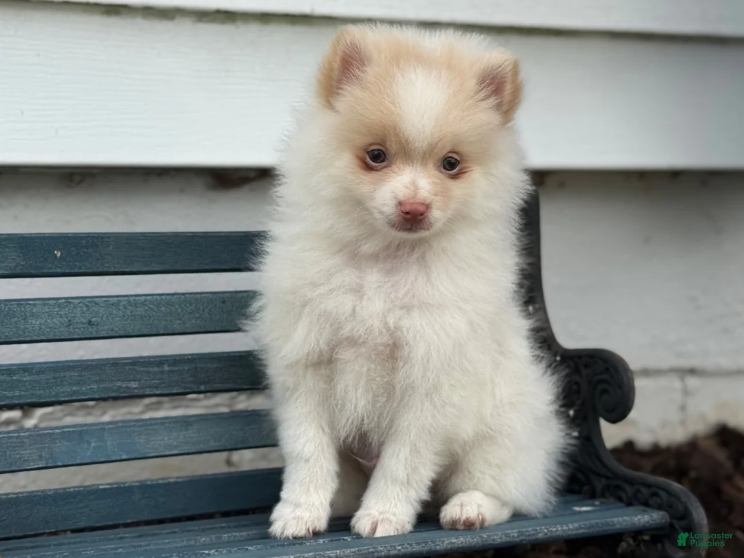 Pomeranian dogs for sale: Wilder - Ad 2