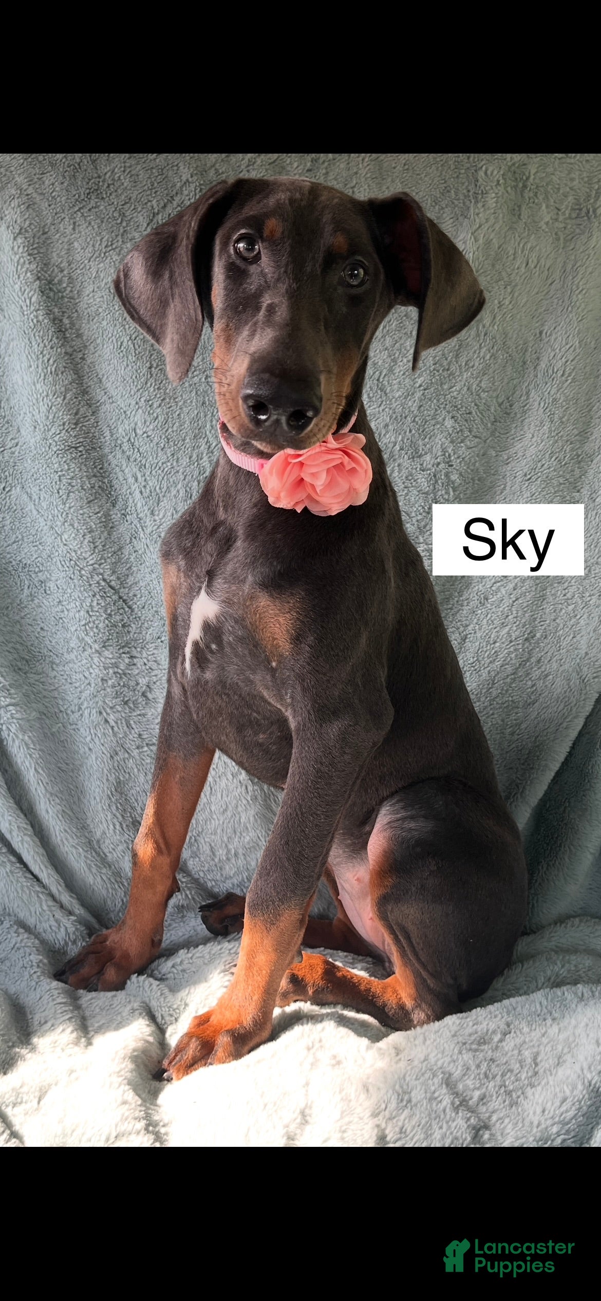 Doberman Pinscher dogs Sky - Ad 1