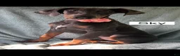 Doberman Pinscher dogs for sale: Sky - Ad 1