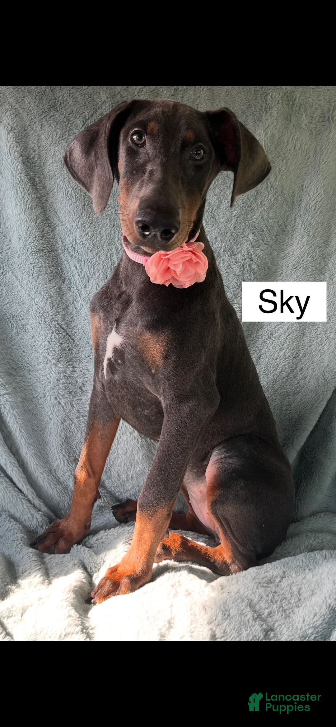 Doberman Pinscher dogs for sale: Sky - Ad 1