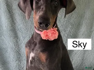 Doberman Pinscher dogs WEEKEND SPECIAL $600 OFF! Sky BLUE Doberman Pinscher Female Puppy - Ad 2