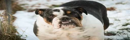 English Bulldog dogs for sale: Tina English Bulldog  - Ad 9