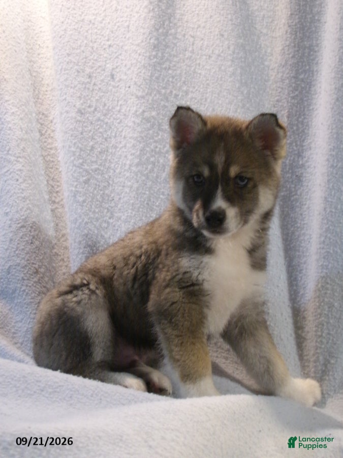 Pomsky dogs Petey - Ad 1