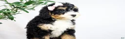 Mini Bernedoodle dogs for sale: VIOLET - Ad 3