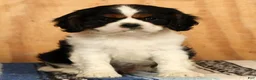 Cavalier King Charles Spaniel dogs for sale: Paul - Ad 3