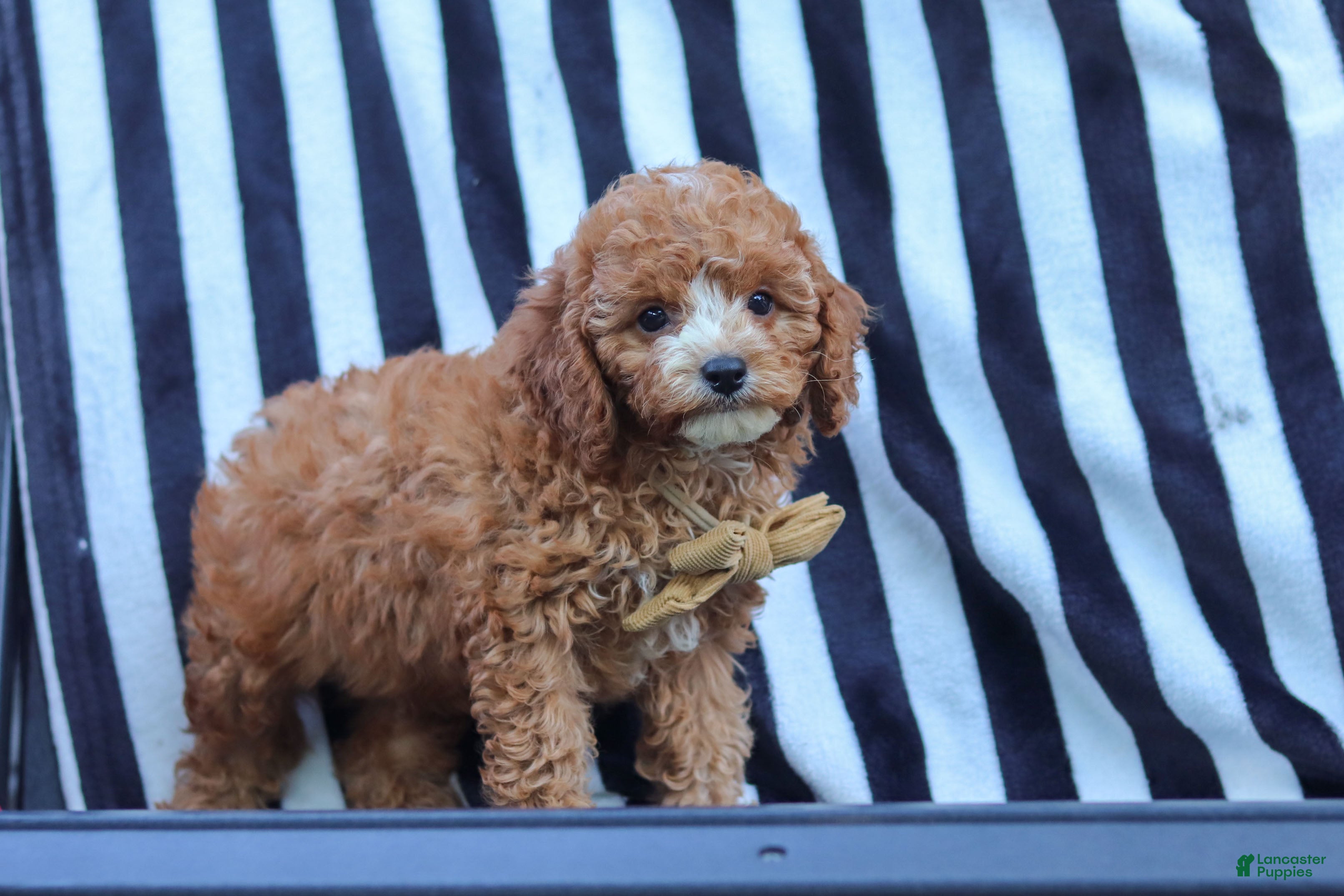 Cavapoo dogs Connor - Ad 2