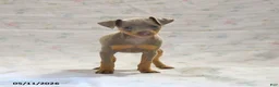 Miniature Pinscher dogs for sale: Duchess - Ad 3
