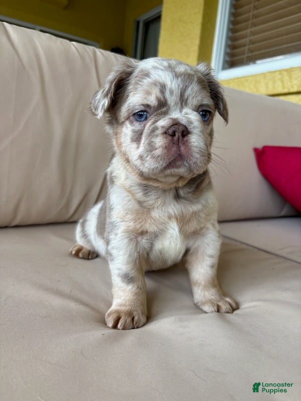French Bulldog dogs for sale: Magic  - Ad 3