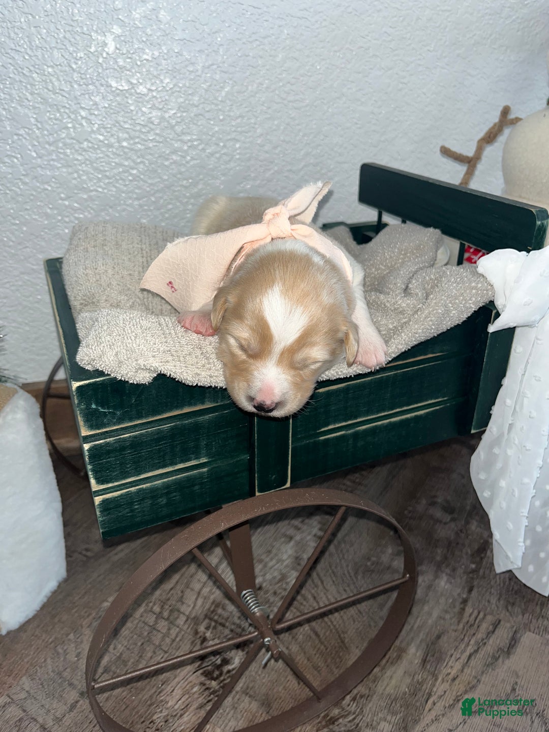 Mixed Breed dogs for sale: Bella💕 - Ad 2