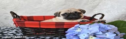 Pug dogs for sale: Moose - Ad 2