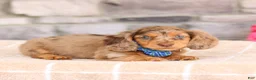 Miniature Dachshund dogs for sale: Louie  - Ad 4