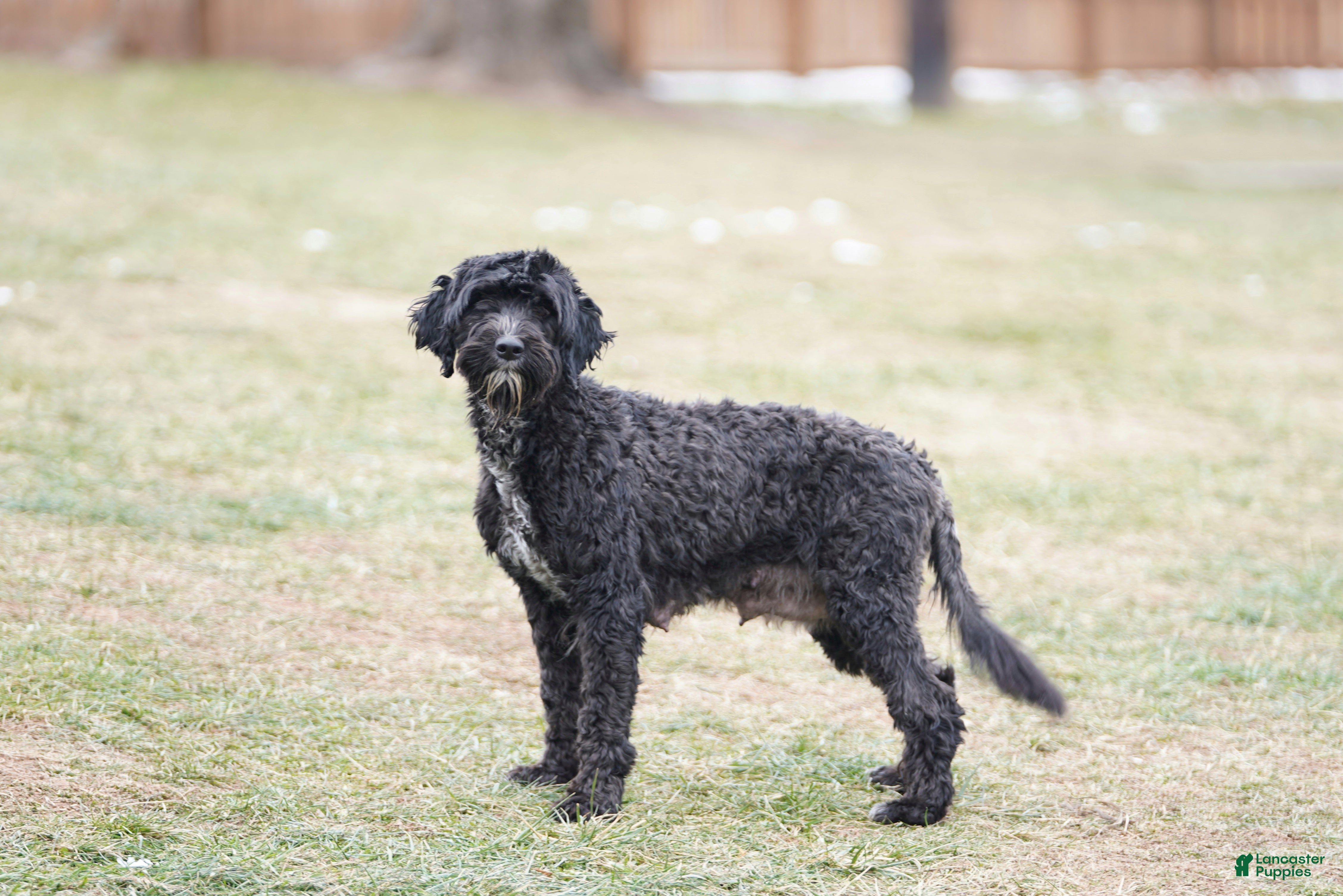 Portuguese Water Dog dogs Sofi  - Ad 2