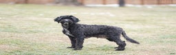 Portuguese Water Dog dogs for sale: Dasher - Ad 4