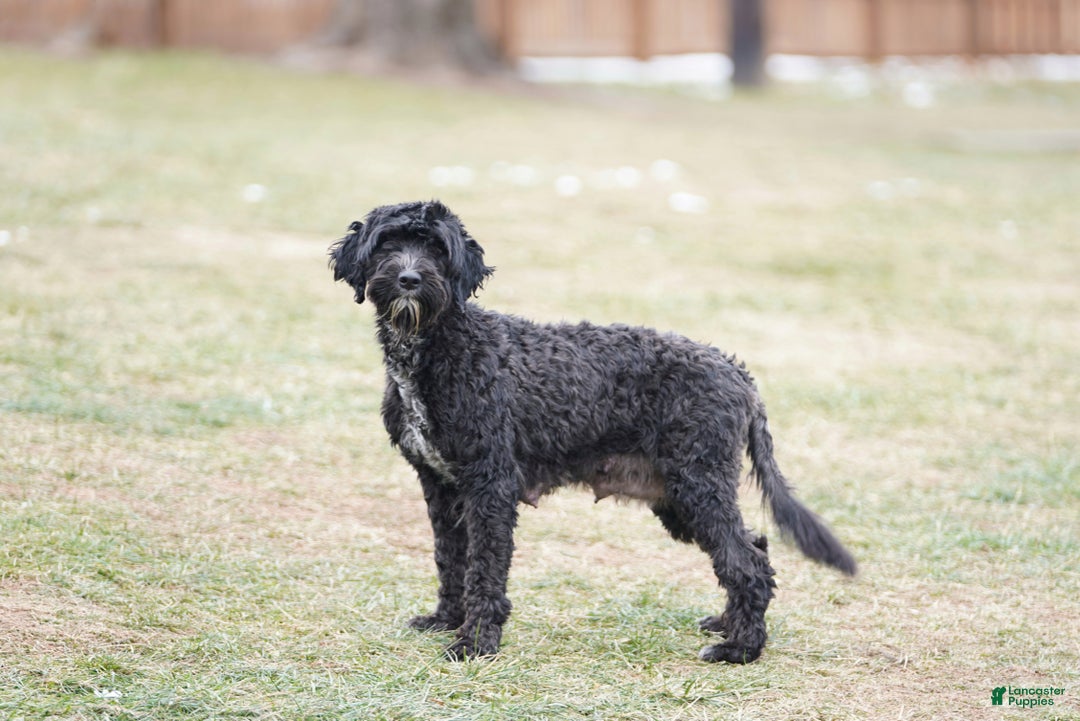 Portuguese Water Dog dogs for sale: Dasher - Ad 4