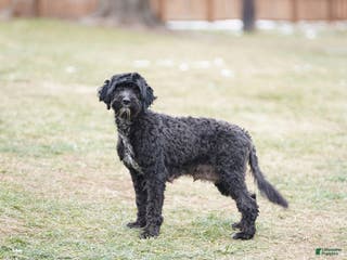Portuguese Water Dog dogs Sofi - Ad 12