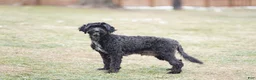 Portuguese Water Dog dogs for sale: Sofi  - Ad 7