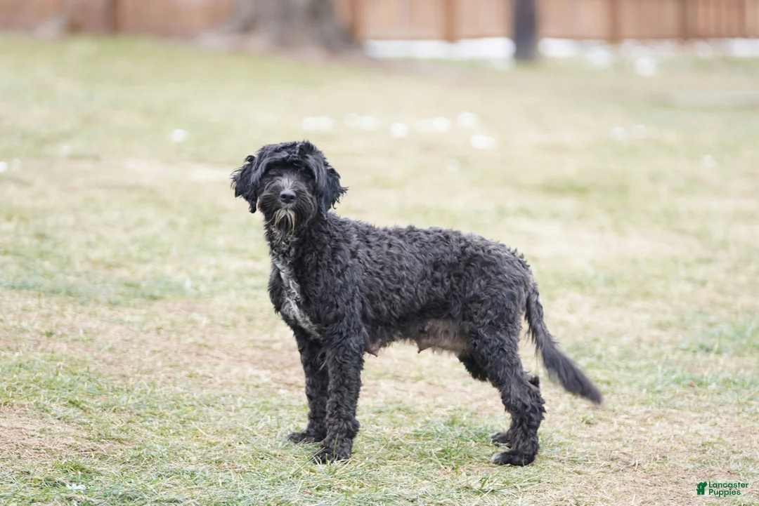 Portuguese Water Dog dogs for sale: Sofi  - Ad 7