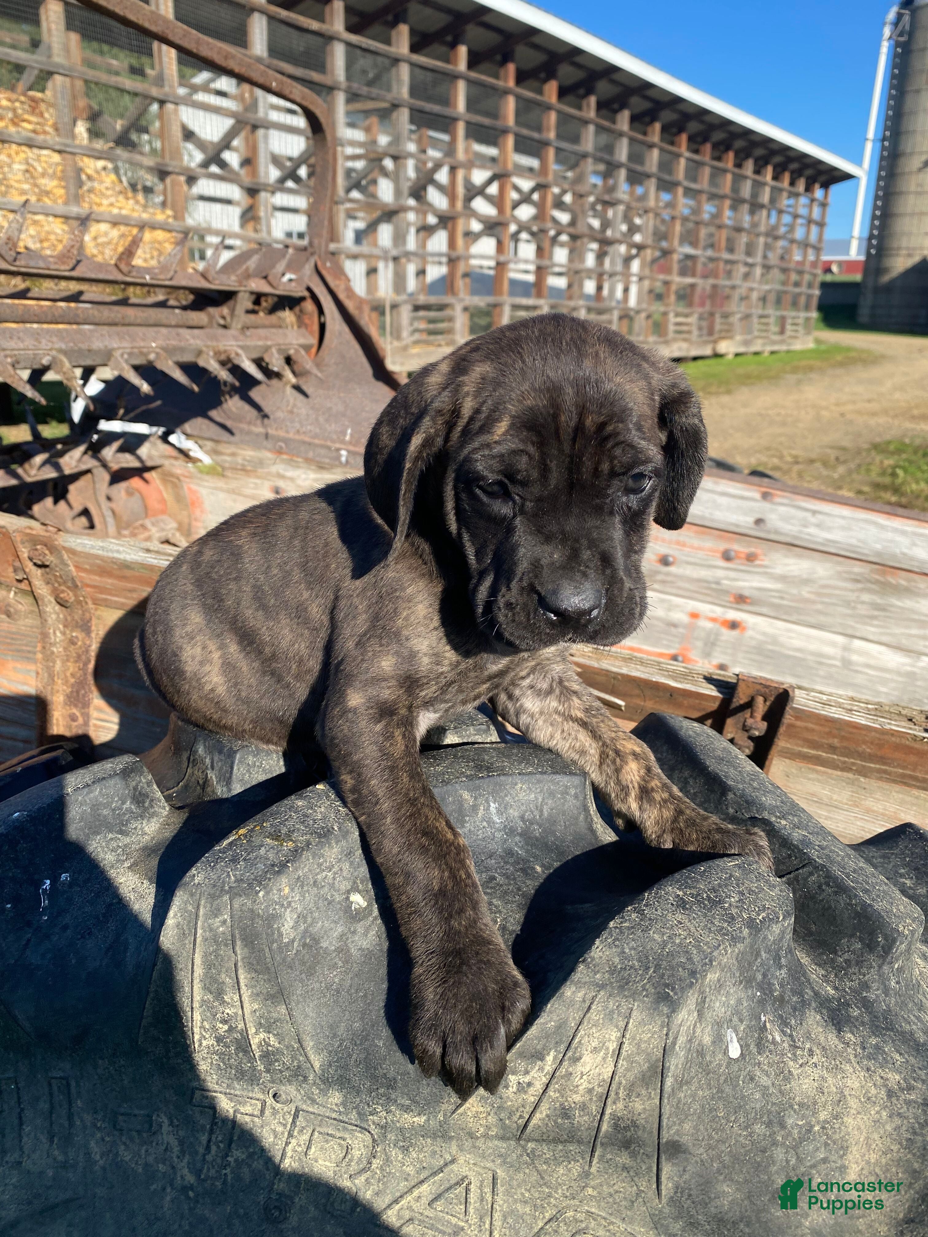 Cane Corso dogs for sale: Callie - Ad 2