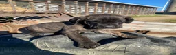 Cane Corso dogs for sale: Callie - Ad 2