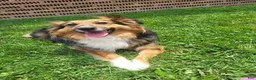 Australian Shepherd dogs for sale: Rosie - Ad 10