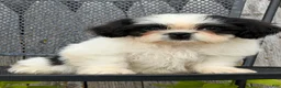 Shih Tzu dogs for sale: Sabrina Shih Tzu  - Ad 6