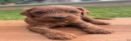 Irish Doodle dogs for sale: Olive - Ad 2