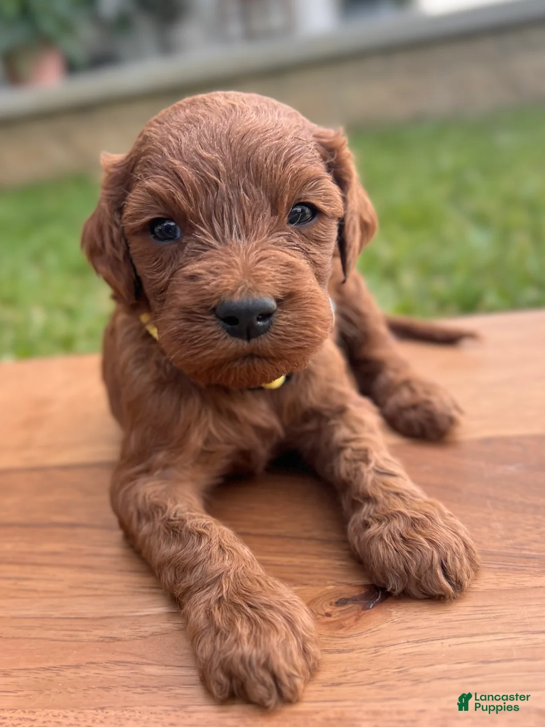 Irish Doodle dogs for sale: Olive - Ad 2