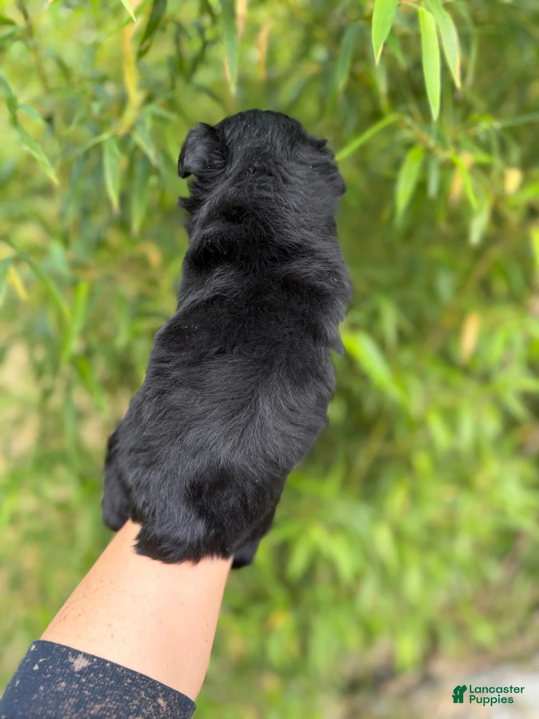 Miniature Schnauzer dogs for sale: Miniature Schnauzer Puppy 1 - Ad 4