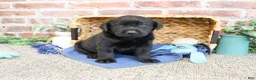 Labrador Retriever dogs for sale: Stanley  - Ad 4