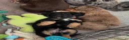 Mixed Breed dogs for sale: Bruce - Ad 11