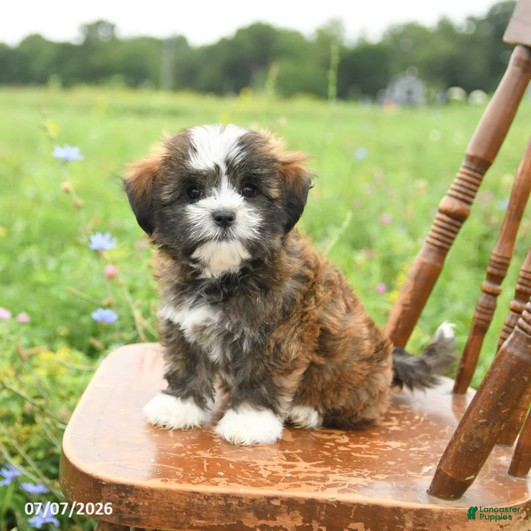 Mixed Breed dogs for sale: Lola - Ad 3