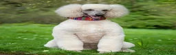 Bernedoodle dogs for sale: Jessie - Ad 4