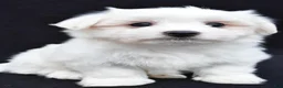 Maltese dogs for sale: Cash - Ad 5