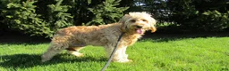 Mini Goldendoodle dogs for sale: Scooter - Ad 7