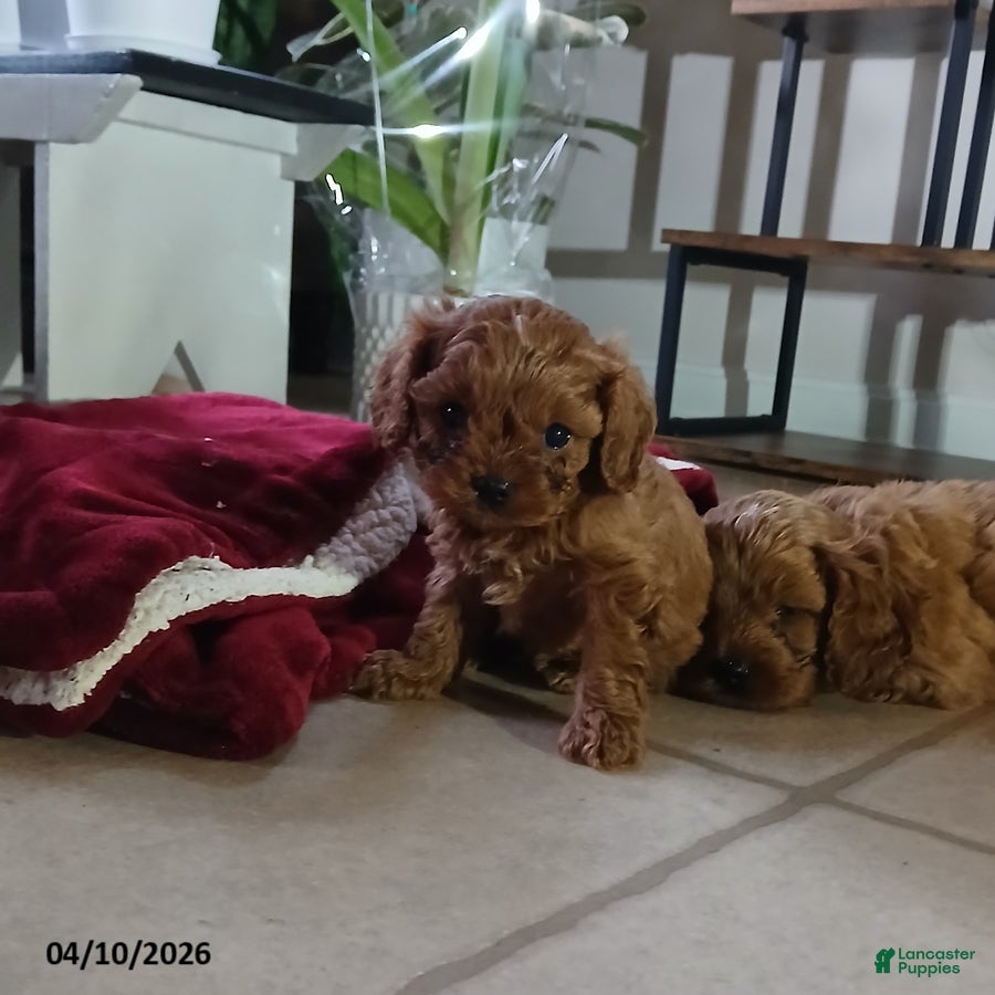 Cavapoo dogs Dasher - Ad 1