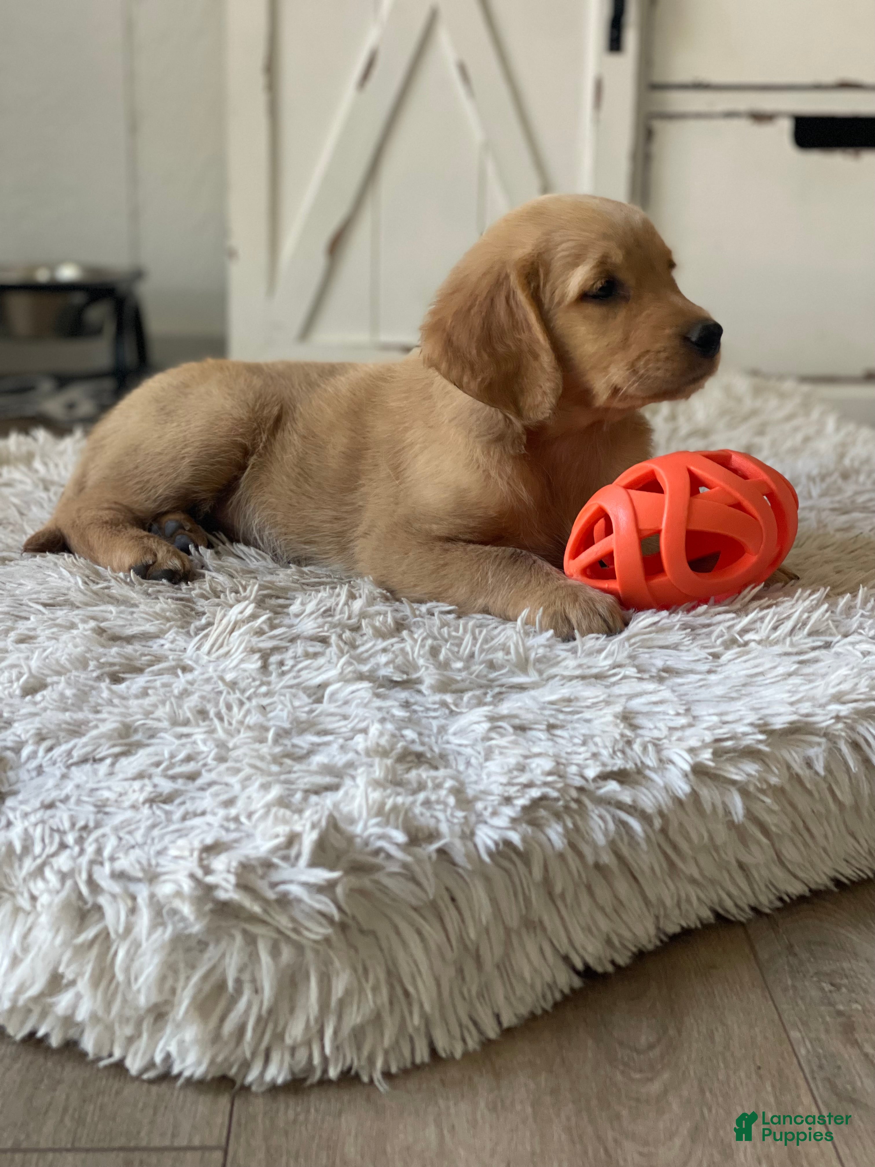 Golden Retriever dogs Sadie - Ad 2