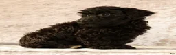 Yorkiepoo dogs for sale: Lainey - Ad 5