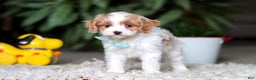 Cavapoo dogs for sale: Randy - Ad 7