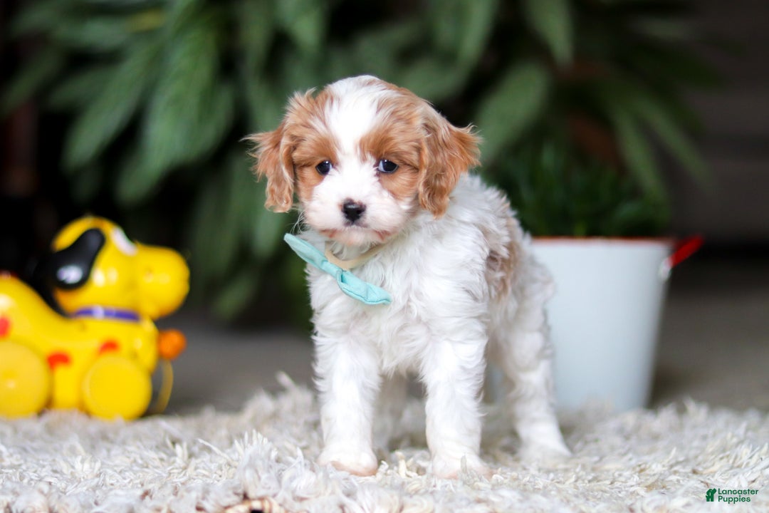 Cavapoo dogs for sale: Randy - Ad 7