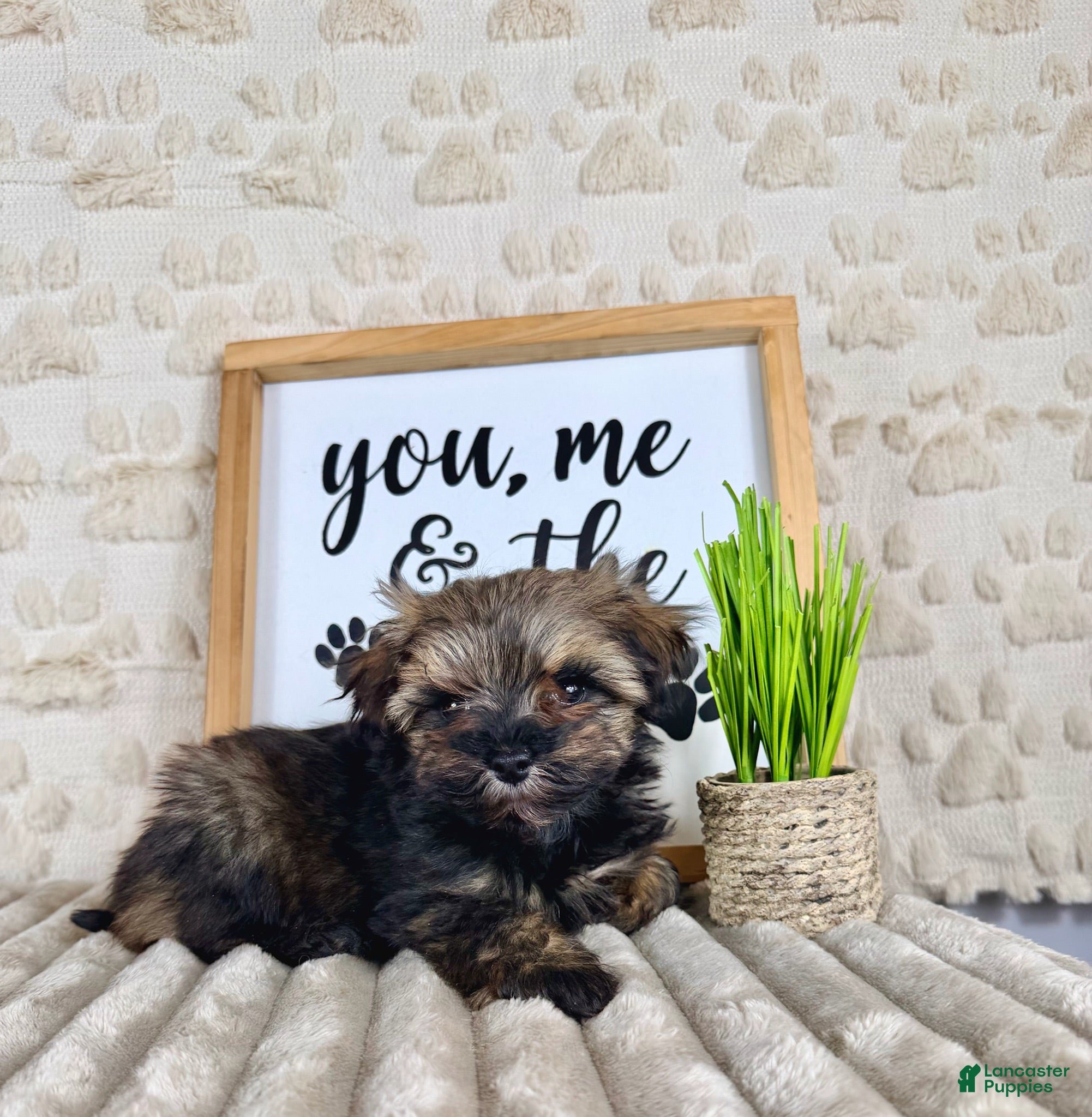 Maltipoo dogs Bobby - Ad 2