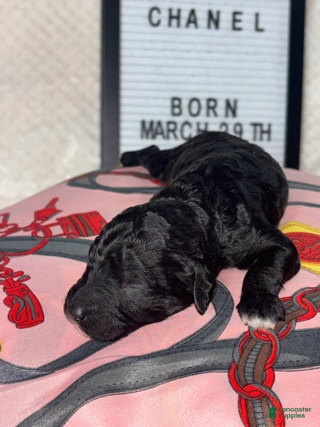 Mini Goldendoodle dogs for sale: Chanel  - Ad 1