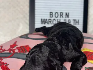 Mini Goldendoodle dogs for sale: Chanel - Ad 1