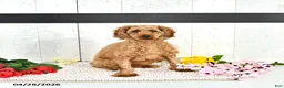 Miniature Poodle dogs for sale: Kara - Ad 6