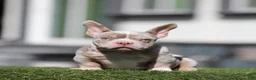 American Bully dogs for sale: American Bully 1 - Ad 2