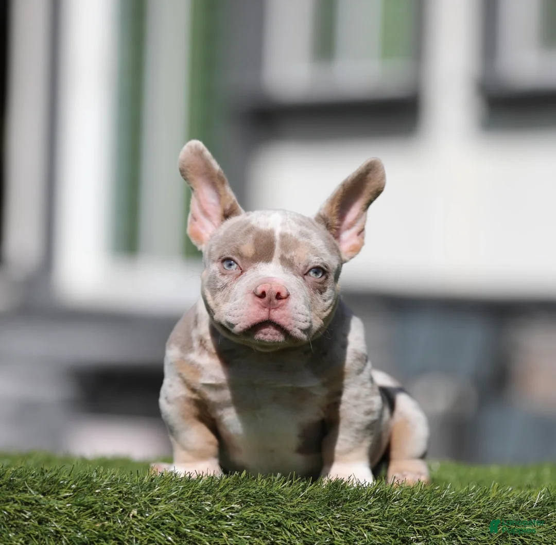 American Bully dogs for sale: American Bully 1 - Ad 2