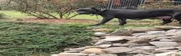 Cane Corso dogs for sale: Cane Corso 7 - Ad 3