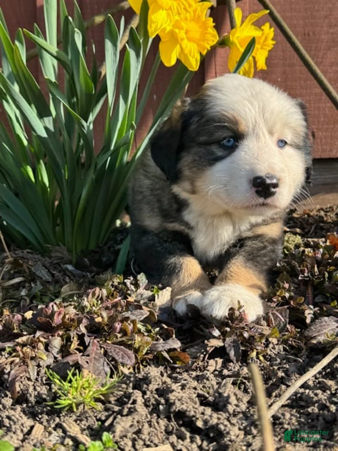 Gallery Image {{count}}