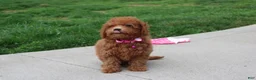 Bichpoo dogs for sale: Trixie - Ad 10