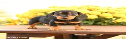 Miniature Dachshund dogs for sale: Darcy - Ad 4